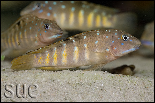 Tanganicodus irsacae